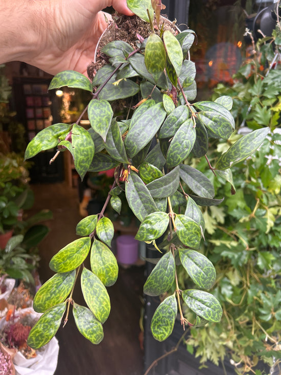 Aeschynanthus Marmoratus | 11cm pot