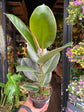 Ficus Robusta (14cm pot)