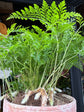 Davallia | Rabbit’s Foot Fern | 15cm pot
