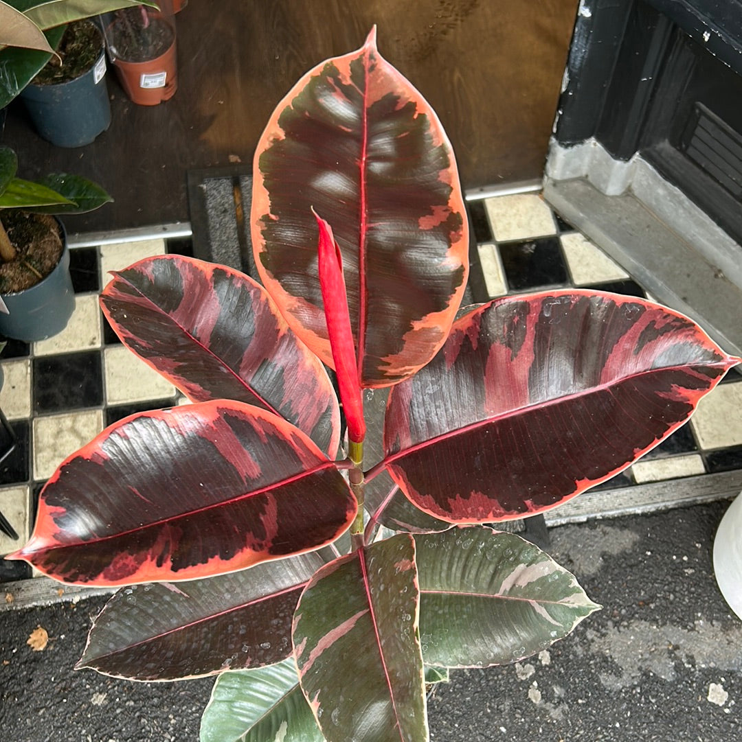 10 Inch Ficus Ruby Ficus Ruby - House Plants - Plant Shop - Urban Tropicana