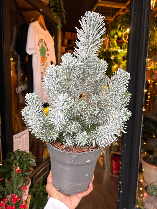Pinus Silver Crest Snow | 17cm pot