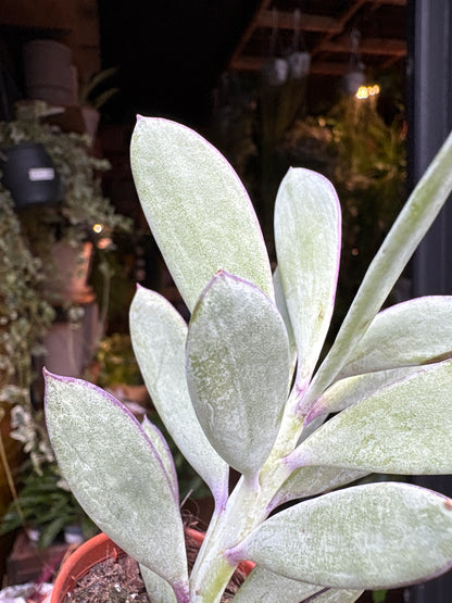 Senecio Crassissimus | 5.5cm pot