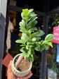 Ficus Microcarpa ‘Ginseng’ | 12cm ceramic decorative pot