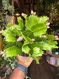 Schlumbergera | 10.5cm pot