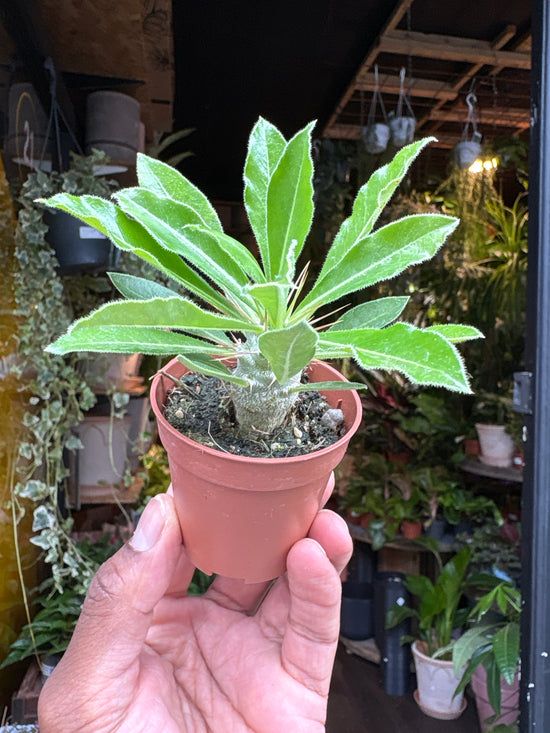 Pachyphytum saundersii | 5.5cm pot