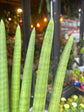 Sansevieria Cylindrica | 17cm pot