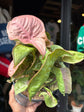 Syngonium Red Heart | 14cm pot