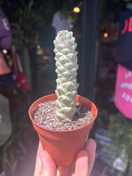 Euphorbia ritchiei alba variegata