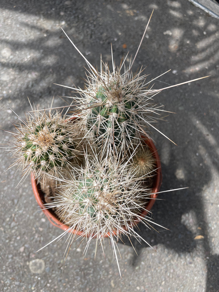 A Pachycereus Pringlei plant also known as a Cardon Cactus in front of Urban Tropicana&