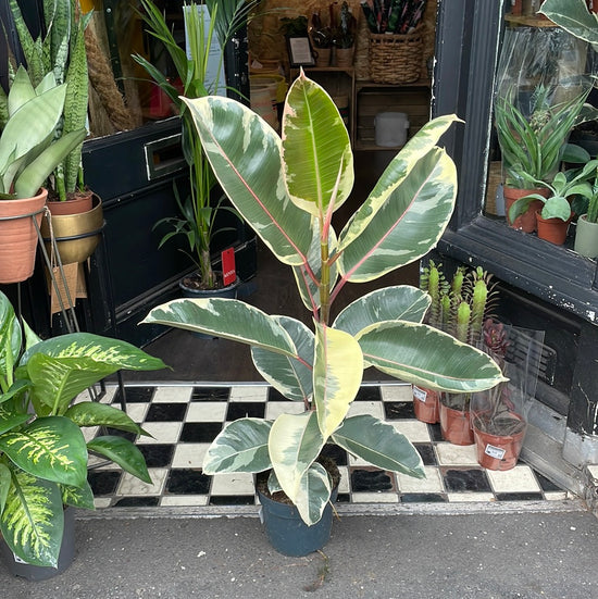 A Ficus Tineke plant also known as a variegated Rubber Plant in front of Urban Tropicana&