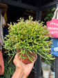Rhipsalis cereuscula | 12cm pot