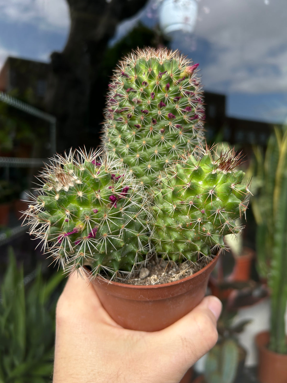Mammillaria Ernestii | 10.5cm pot