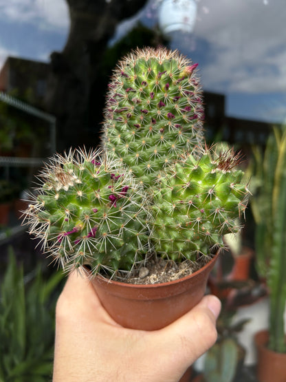 Mammillaria Ernestii | 10.5cm pot