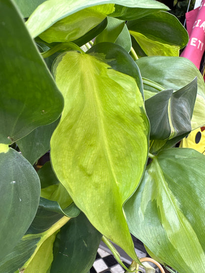 Philodendron Scandens Brasil | 15cm Hanging pot