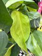 Philodendron Scandens Brasil | 15cm Hanging pot