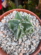 Astrophytum myriostigma walnut