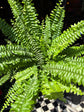 Nephrolepsis Green Lady | 20cm pot