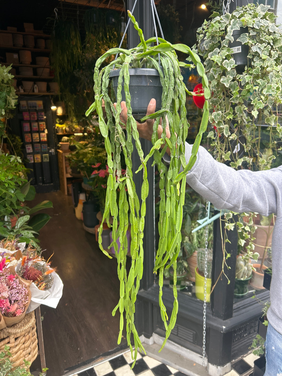 Rhipsalis Paradoxa | 14cm Hanging Pot