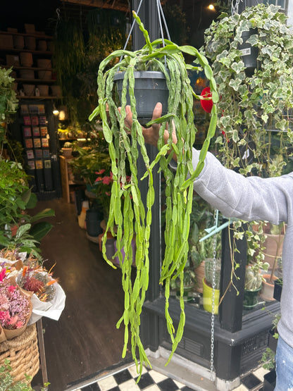 Rhipsalis Paradoxa | 14cm Hanging Pot