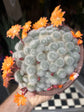 Rebutia ‘Orange Ice’ | 15cm pot