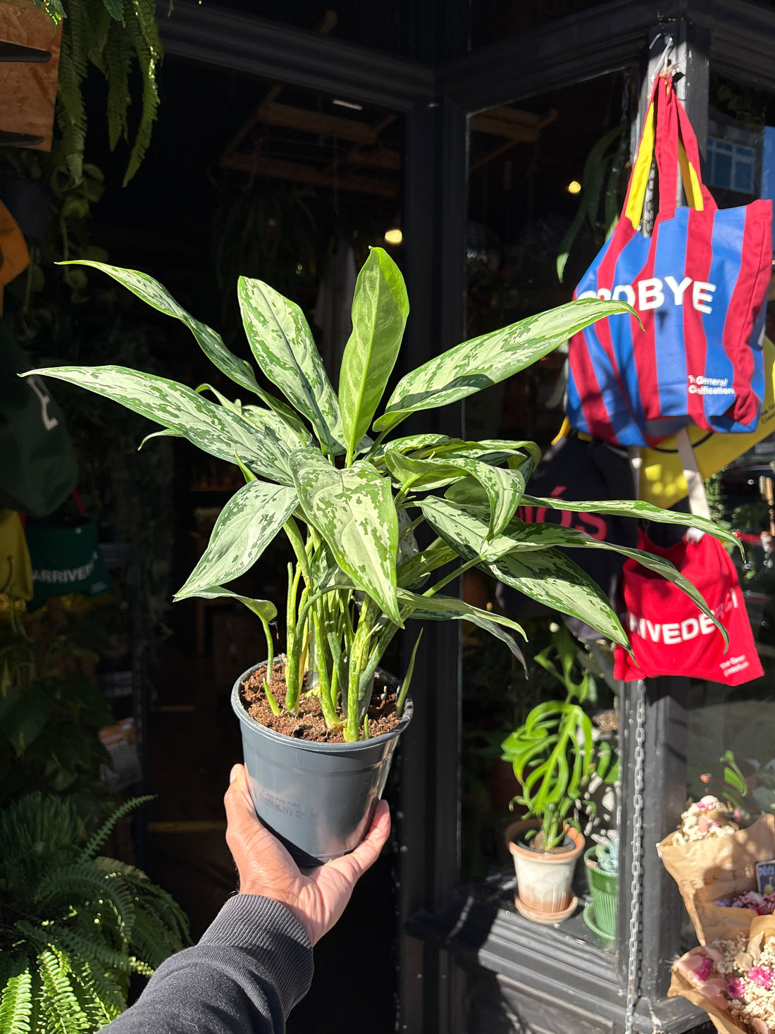 Aglaonema Silver Queen | 14cm pot