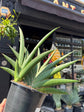 Sansevieria Helios | 14cm pot