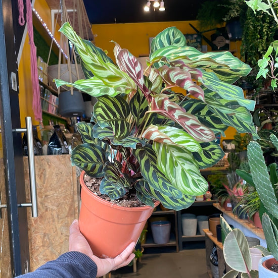 A prayer plant also known as a Calathea Makoyana in front of Urban Tropicana&