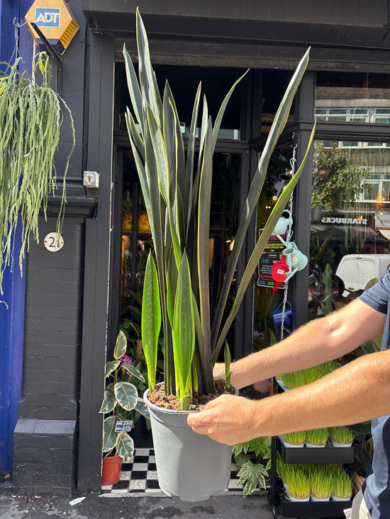 Sansevieria Black Gold | 24cm pot