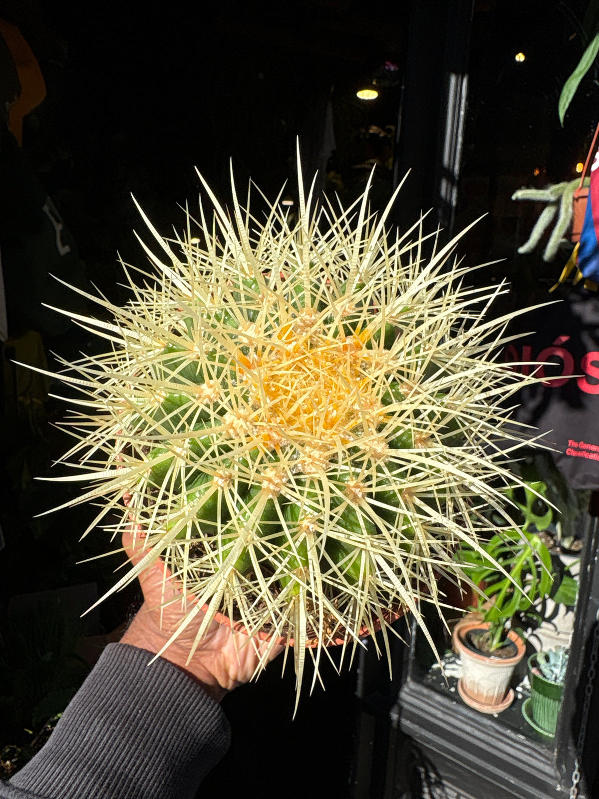 Echinocactus Grusonii | 12cm pot