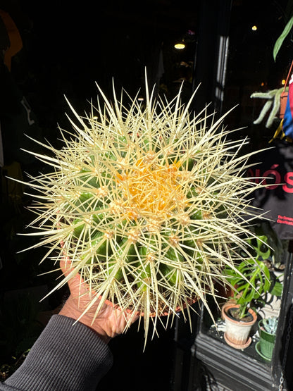 Echinocactus Grusonii | 12cm pot