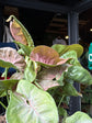 Syngonium Red Heart | 14cm pot
