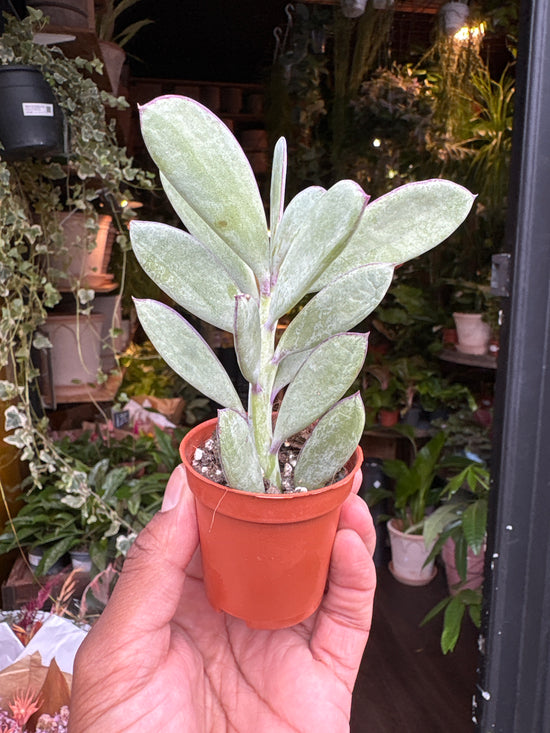 Senecio Crassissimus | 5.5cm pot