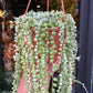 Senecio Rowleyanus Variegated | String of Pearls (12cm Hanging pot)