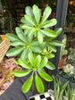 Schefflera Arboricola Luseana | 9cm pot
