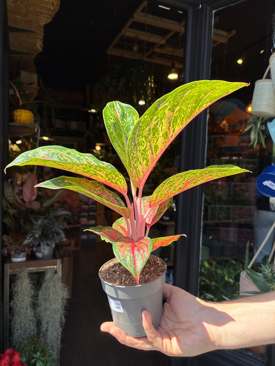 Aglaonema Paradise Red | 12cm pot
