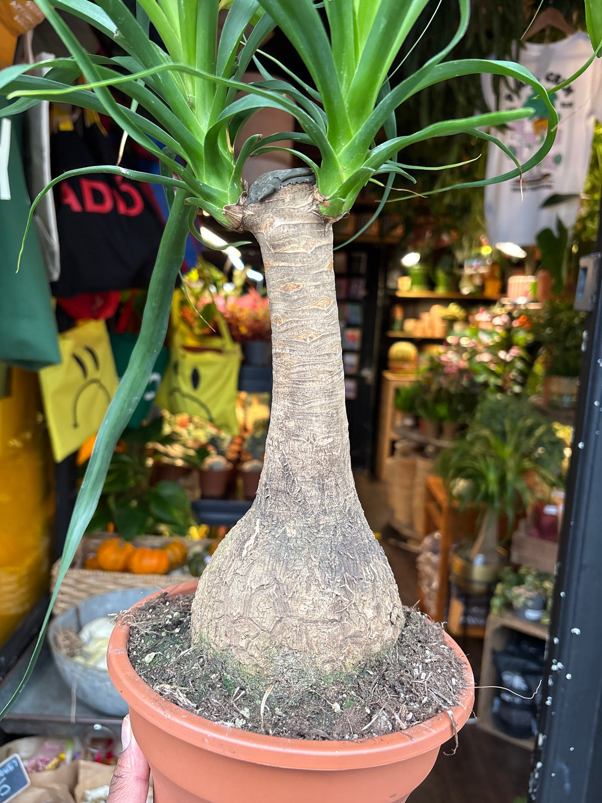 Beaucarnea Recurvata | 19cm pot