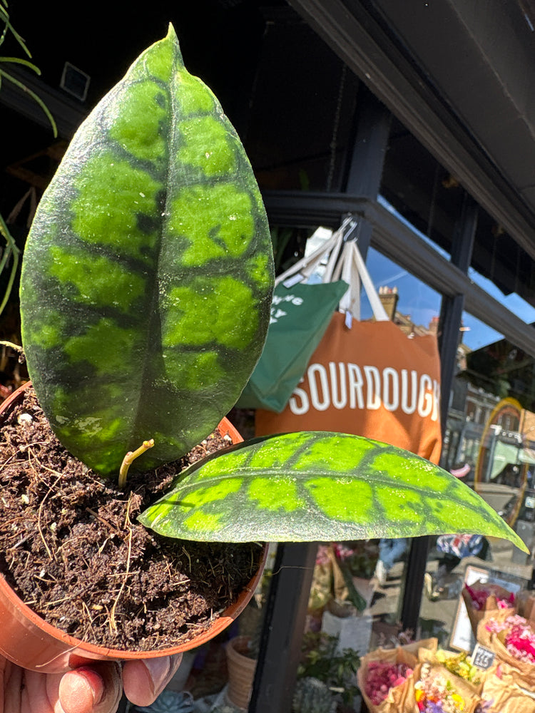 Hoya callistophylla ‘Black Cat’ with trailing vines and dark green, slightly glossy leaves, displayed in a nursery pot at Urban Tropicana plant shop, Chiswick, London