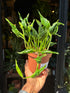 Epipremnum Shangri La in front of Urban Tropicana’s Plant Shop in Chiswick London