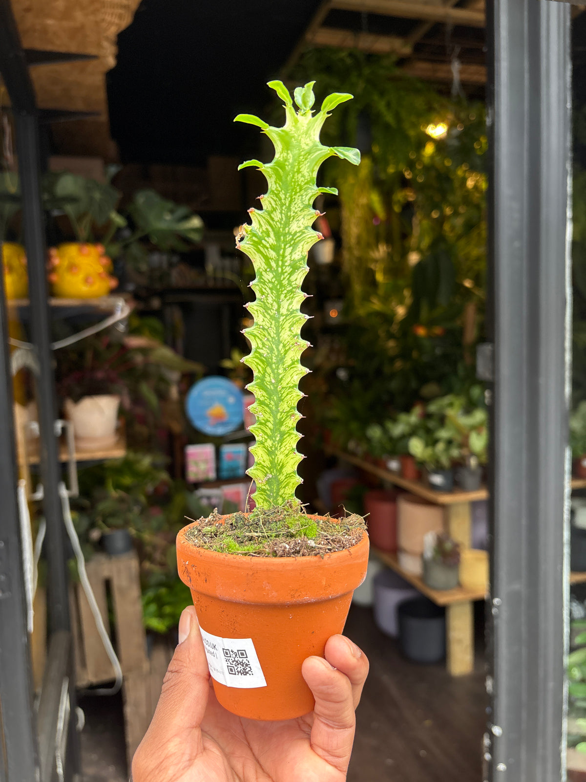Euphorbia Lactea Variegated in front of Urban Tropicana’s Plant Shop in Chiswick London