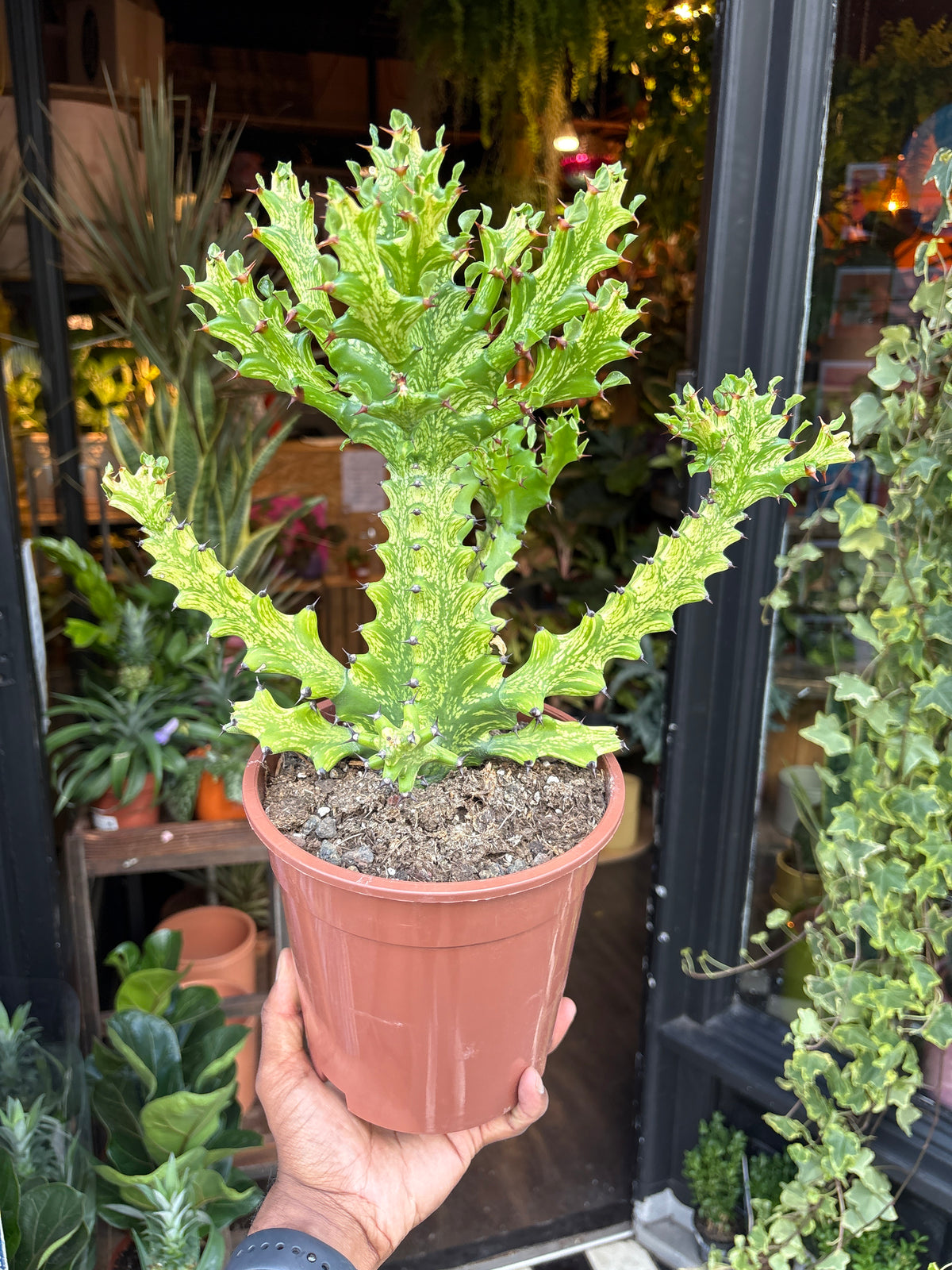 Euphorbia Mayurnathanii Variegata in front of Urban Tropicana’s Plant Shop in Chiswick London
