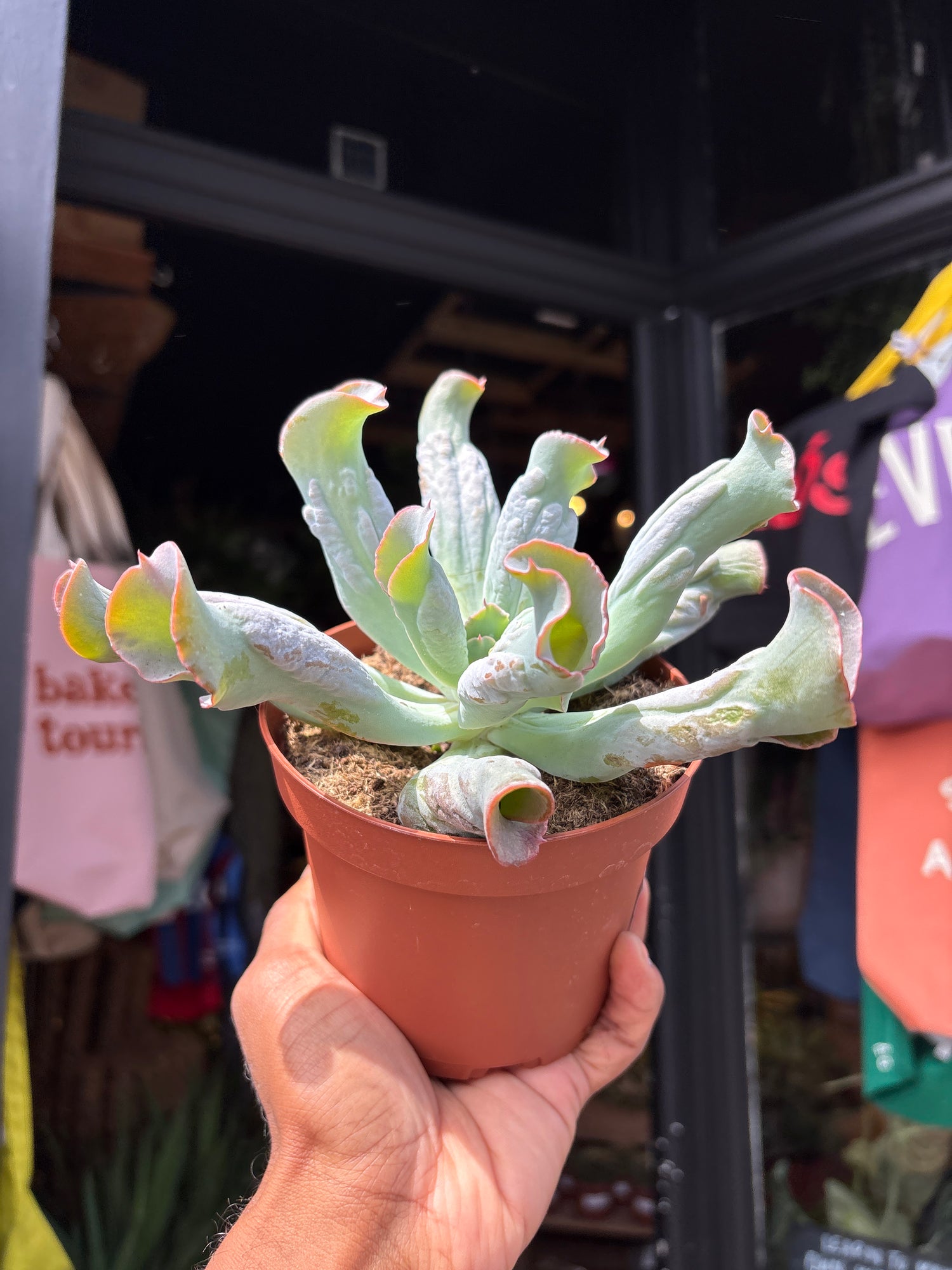 A Echeveria Culebra plant in front of Urban Tropicana’s plant shop in Chiswick, London