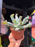 A Echeveria Culebra plant in front of Urban Tropicana’s plant shop in Chiswick, London