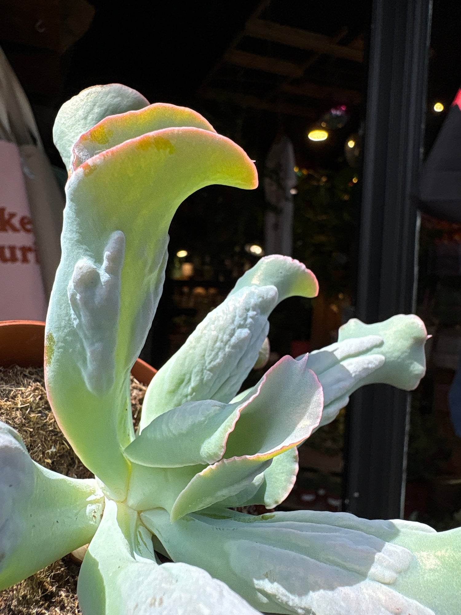 A Echeveria Culebra plant in front of Urban Tropicana’s plant shop in Chiswick, London