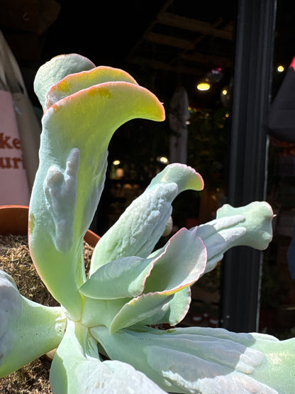 A Echeveria Culebra plant in front of Urban Tropicana’s plant shop in Chiswick, London