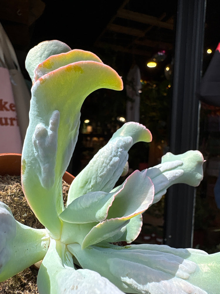 A Echeveria Culebra plant in front of Urban Tropicana’s plant shop in Chiswick, London