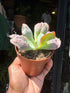 A Echeveria ‘Paul Bunyan’ plant in front of Urban Tropicana’s plant shop in Chiswick, London