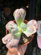 A Echeveria ‘Paul Bunyan’ plant in front of Urban Tropicana’s plant shop in Chiswick, London