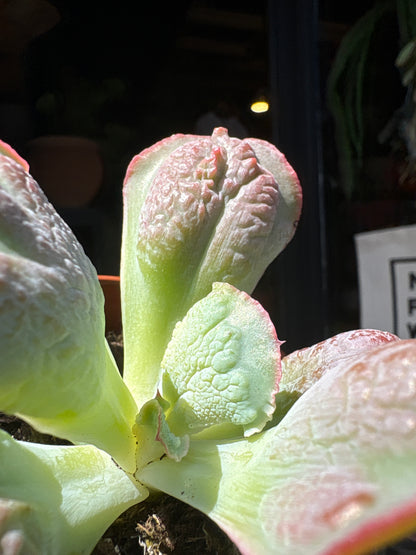 A Echeveria ‘Paul Bunyan’ plant in front of Urban Tropicana’s plant shop in Chiswick, London