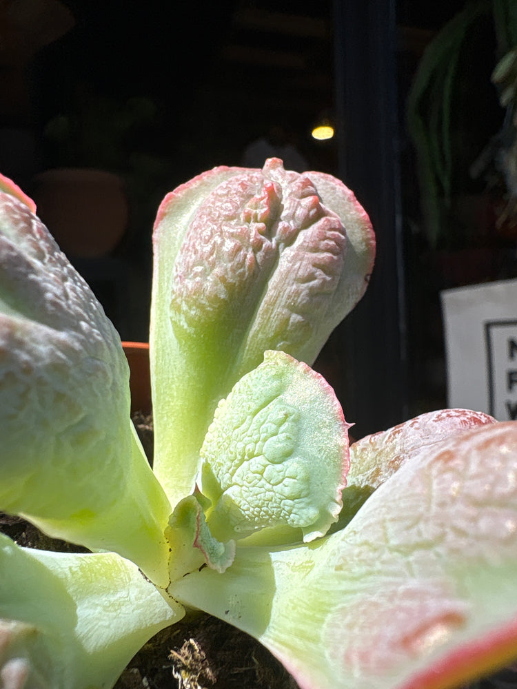 A Echeveria ‘Paul Bunyan’ plant in front of Urban Tropicana’s plant shop in Chiswick, London