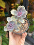 Echeveria ‘Rainbow’ succulent in 10.5cm pot outside Urban Tropicana plant shop in Chiswick, London